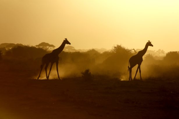 Archa světel a stínů